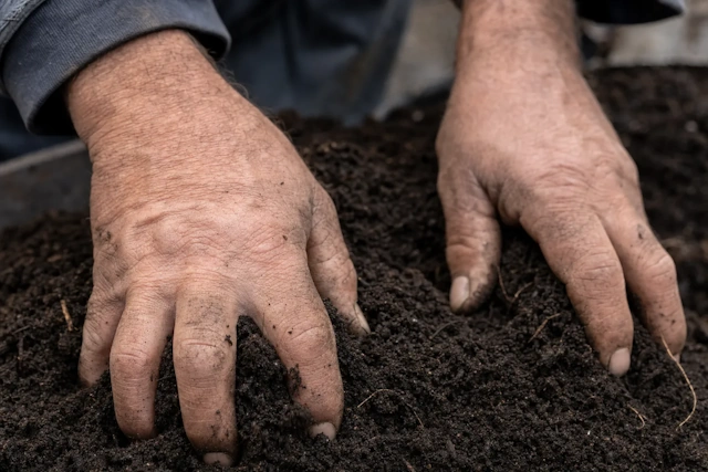 Mains dans la terre travaillée